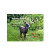 Natur Foam 3D Target MULE DEER