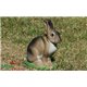 Natur Foam 3D Target RABBIT - SITTING 1