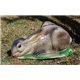 Natur Foam 3D Target HARE - BEDDED