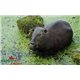 Natur Foam 3D Target BEAVER