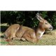 Natur Foam 3D Target ROEDEER DOE - SITTING