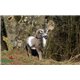 Natur Foam 3D Target BIGHORN SHEEP - STANDING