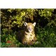 Natur Foam 3D Target LEOPARD - RESTING