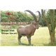 Natur Foam 3D Target IBEX - STANDING